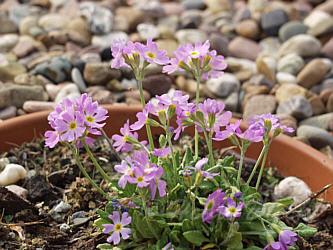 Primula_ modesta_ var. faurici.jpg